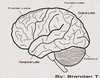 Side Brain Image